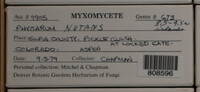 Physarum nutans image